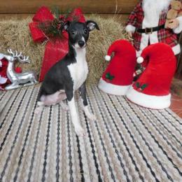 Yara Male 1 - Black male Italian Greyhound puppy in Sparta Tn And Caryville Fl, Tennessee from Summerwind Kennel