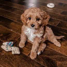 Cavapoo and Maltipoo Puppies from Knight Pups