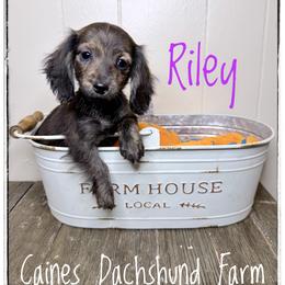 Riley - Brindle female Dachshund puppy in Cincinnati, Ohio from Caines Dachshund Farm