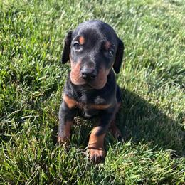 Titan - Black and rust male Doberman Pinscher puppy in Peru, Indiana from De luxe dobermans