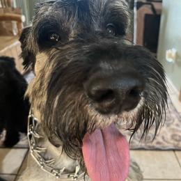Future Puppy - Pepper and salt female Giant Schnauzer puppy in Tabernash, Colorado from Schnauzer Paw Homestead