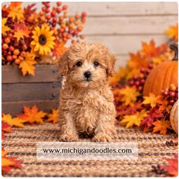 Petey - Apricot male Goldendoodle puppy in Swartz Creek, Michigan from Michigan Doodles