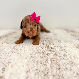 Willet - Merle female Goldendoodle puppy in Queen Creek, Arizona from Sunny Doodles