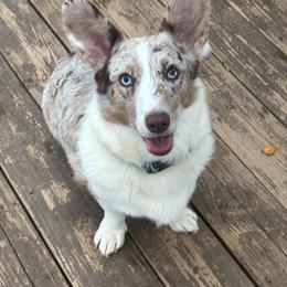 Vivi - Cardigan Welsh Corgi