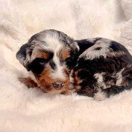 Calypso - Blue merle female Aussiedoodle puppy in Norco, California from DLT MiniAussie