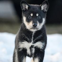 Black Boy - Arvo - Black and tan male Lapponian Herder puppy in Prattsburgh, New York from Maalattu Koirankoppi Lapponian Herders