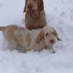 Spinone Italiano Puppies from Collina d'Oro Spinoni