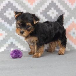Daisy - Blue and gold female Yorkshire Terrier puppy in Monticello, Iowa from Ashley’s Puppies