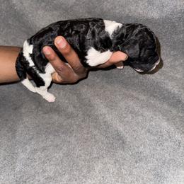 Boy 3 - Parti male Poodle puppy in Fort Lauderdale, Florida from SoFlo Standard Poodles