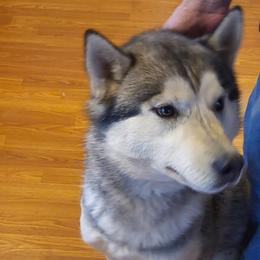 Vlad - Siberian Husky