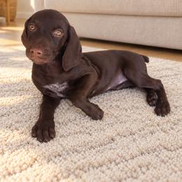 Penny Solid Liver - Liver female German Shorthaired Pointer puppy in Banning, California from ⭐🦆 So Cal on Point GSP'S🇺🇲🇩🇪 lg