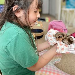Shih Tzu and Yorkshire Terrier Puppies from For The LUV of Pups