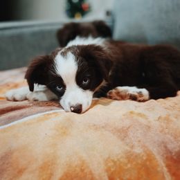 Miniature Australian Shepherd and Toy Australian Shepherd Puppies from Mesquite Tree Aussies