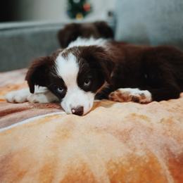 Miniature Australian Shepherd and Toy Australian Shepherd Puppies from Mesquite Tree Aussies