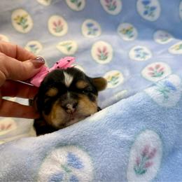 Blossom - Black and tan female Yorkshire Terrier puppy in Walla Walla, Washington from Linda Sherman