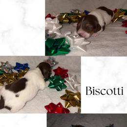 Biscotti - Chocolate and cream male Dachshund puppy in Saint Paul, Minnesota from Vibrant Eyes Doxies