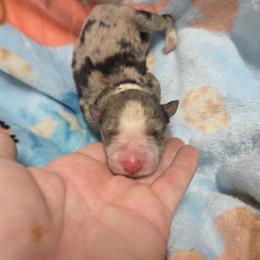 Maverick - Blue merle male Border Collie puppy in Gary, Indiana from Lake Ridge Border Collies