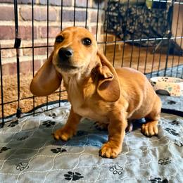 Larry - Red male Dachshund puppy in Rio Linda, California from Destiny's Mini Doxies