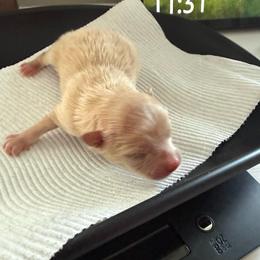 Purple - Cream sable parti male Pomeranian puppy in Cheektowaga, New York from Buffalo Pomeranians 716
