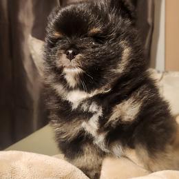 Mira - Black and tan female Pomeranian puppy in Buffalo, New York from HERRPOMS