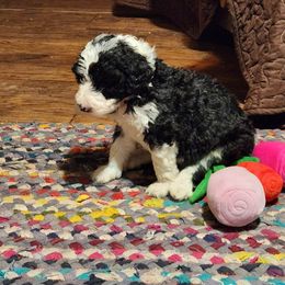 Aussiedoodle Puppies from Lotadoodle Farms