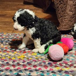 Aussiedoodle Puppies from Lotadoodle Farms