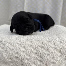 Bane - Black male Cane Corso puppy in Utah from 3Lake Kennelz