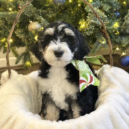 Mackenzie - Tri-color female Bernedoodle puppy in Sparrows Point, Maryland from Rosie’s Puppies