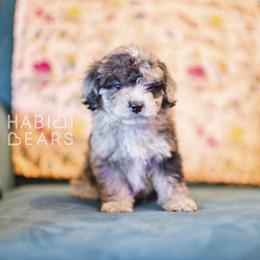 Alchemist - male Cavapoochon puppy in Mead, Washington from Habibi Bears - Beloved Teddy Bear Puppies