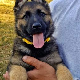 German Shepherd Puppies from Cintron K9