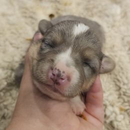 AKC - RARE Quad Clear ATypical Merle- Girl - Gray and white female Cardigan Welsh Corgi puppy in Tombstone, Arizona from WeVolution Off-Grid