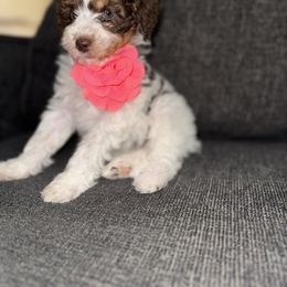 Aussiedoodle, Bernedoodle, Goldendoodle, and Poodle Puppies from Vallevistadoodles