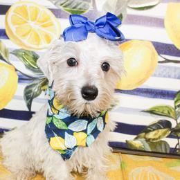 Dixie - Liver female Miniature Schnauzer puppy in Antlers, Oklahoma from Rocking H