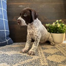 Aurora - Liver and white female German Shorthaired Pointer puppy in Ulen, Minnesota from North Wind Gundogs