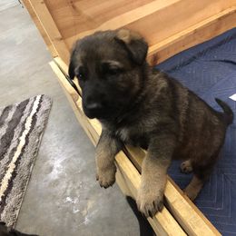 German Shepherd Puppies from Von Fousthaus GSDogs
