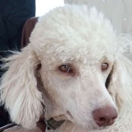 Gracie - Poodle