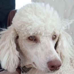 Gracie - Poodle