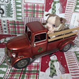 Indy - Lilac female Boston Terrier puppy in Millers Creek, North Carolina from Tumbling Shoals Hilltop Bostons