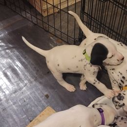 Dalmatian Puppies from Delaney's Dalmatians