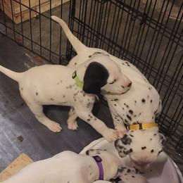 Dalmatian Puppies from Delaney's Dalmatians