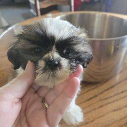 Last minute listing...female has video - Tricolor female Shih Tzu puppy in Lebanon, Missouri from Anna's Babies in the Midwest