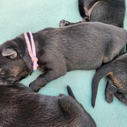 Purple collar - Black and tan female German Shepherd puppy in Ramsey, Illinois from Haus-Farr German Shepherds