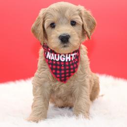 Wally the Great - Gold male Australian Cobberdog puppy in Bellingham, Minnesota from Whispering Prairie Australian Cobberdog