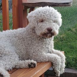 Lagotto Romagnolo All Grown Up from Flying Curls Lagotto Romagnolo