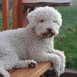 Lagotto Romagnolo All Grown Up from Flying Curls Lagotto Romagnolo