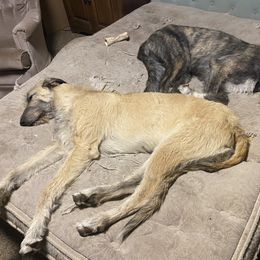 Irish Wolfhound Puppies from Serendipity Sighthounds
