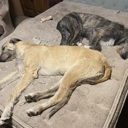 Irish Wolfhound Puppies from Serendipity Sighthounds
