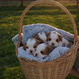 Cavalier King Charles Spaniel Puppies from Country View Cavaliers