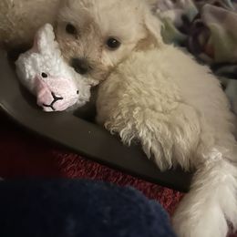 Harmony - White female Bichon Frise puppy in Ocala, Florida from Savannah Bichons
