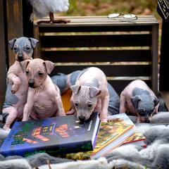American Hairless Terrier and Flat-Coated Retriever Puppies from Inspired Flat-Coated Retrievers and American Hairless Terriers